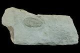 Lower Cambrian Trilobite (Longianda) - Issafen, Morocco #170768-1